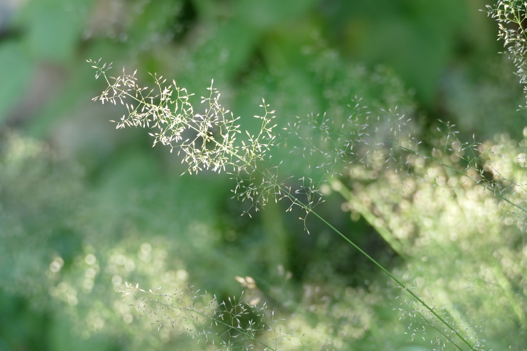Allergy.