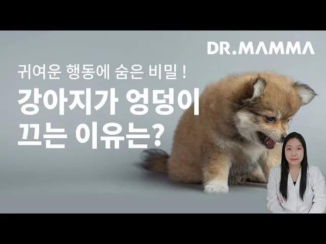 강아지 엉덩이 들이미는 이유 애정표현인지_7