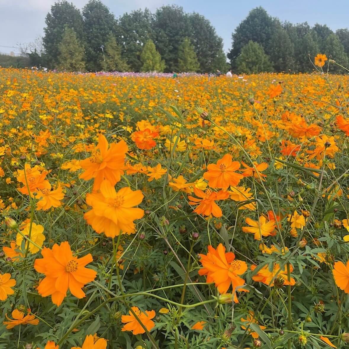 구리 코스모스축제