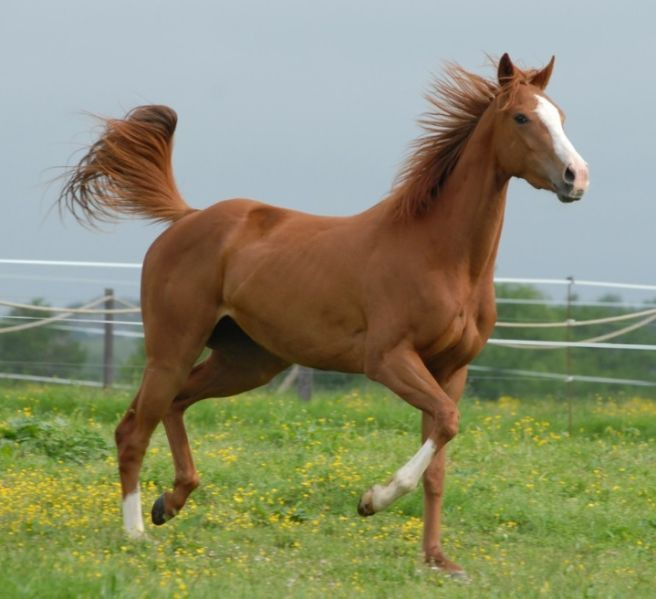 말띠 년생 나이 특징 직업, 2026년 말띠 해 기운