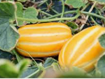 참외 재배 방법