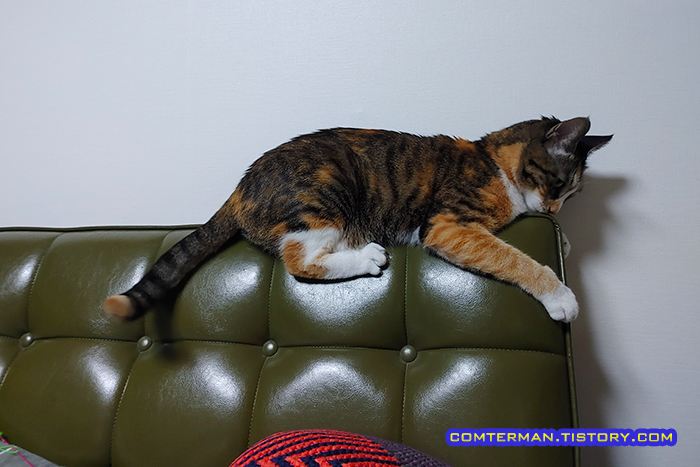 고양이 소파