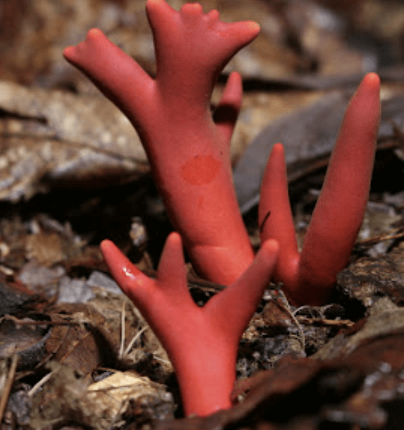 붉은사슴뿔버섯