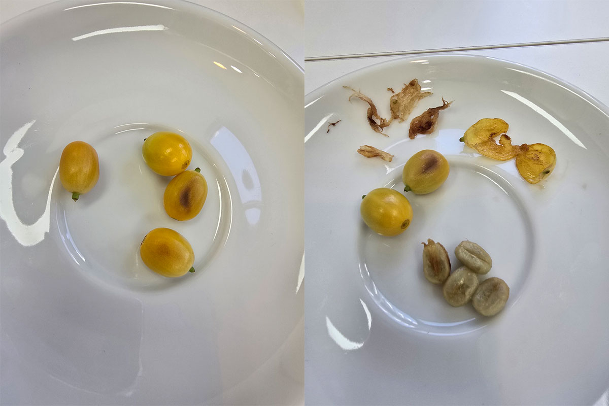 커피 체리