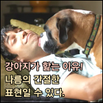 강아지가 핥는 이유 썸네일 이미지