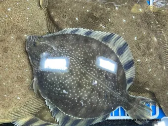 봄 도다리 제철 효능 레시피_12