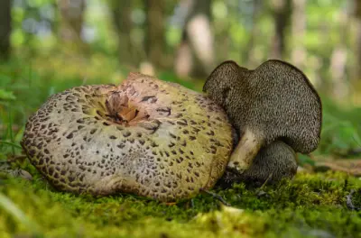 국산 능이버섯 가격 및 효능,채취시기