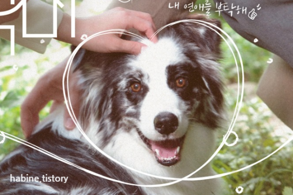 펫미픽미 메인 포스터