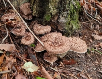 능이버섯 채취시기 총정리