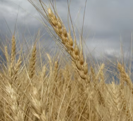 카무트 효소 효능 및 먹는법 총정리