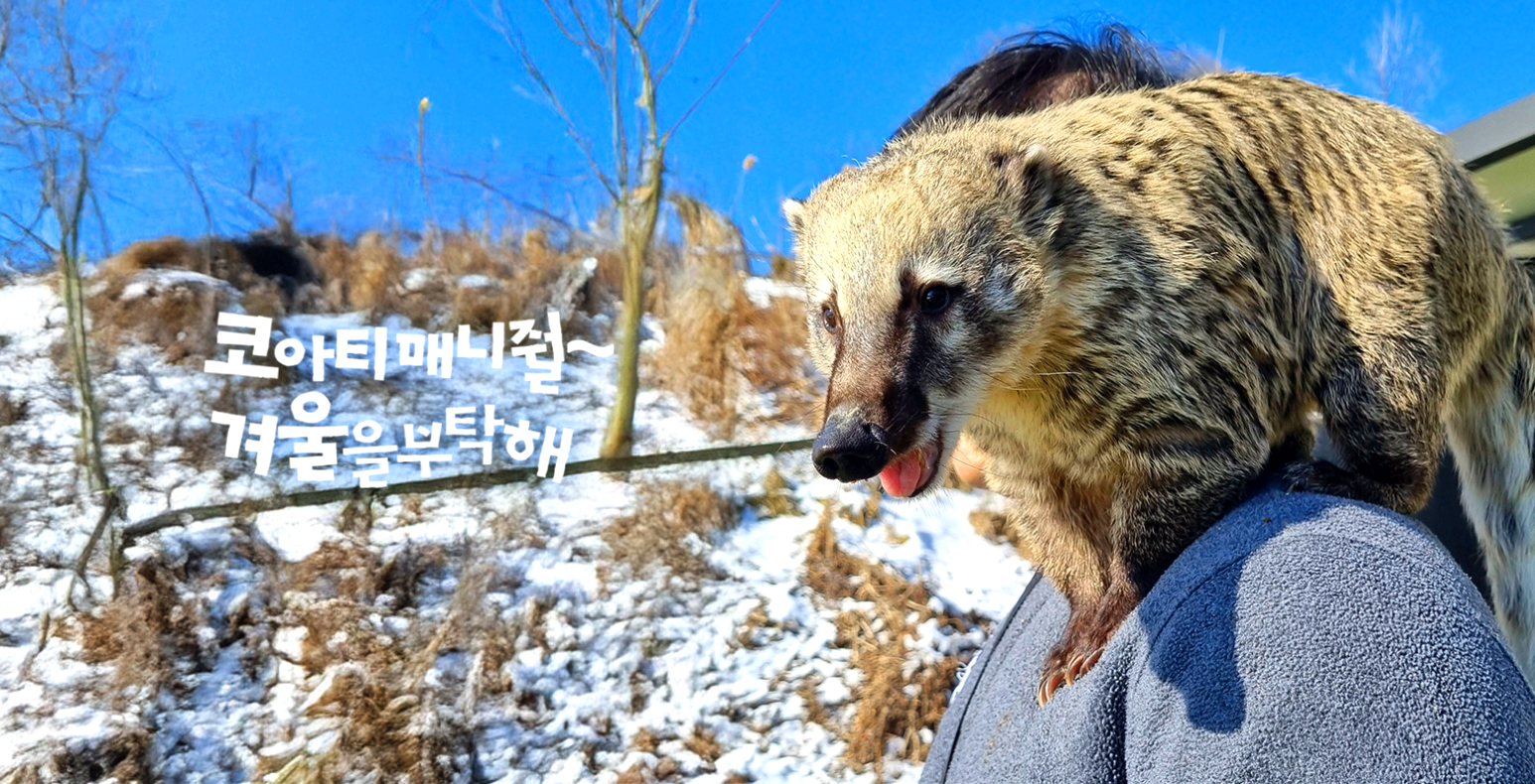 홍천 알파카 월드