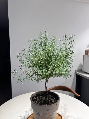 로즈마리 물주기 가지치기 환기관리 햇빛배치 주방 허브로 인기_11