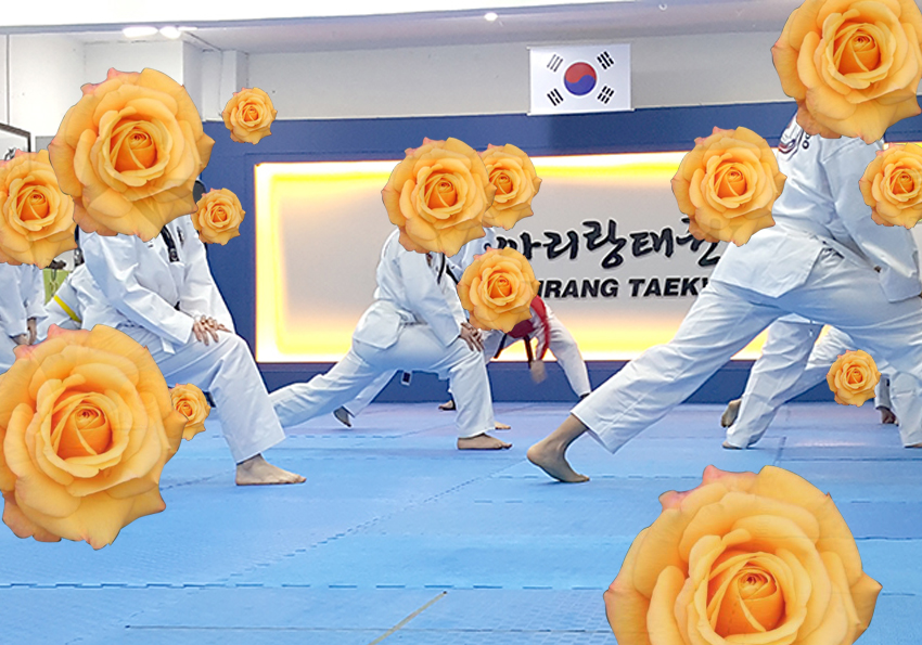 꽃보다 태권도: 장미