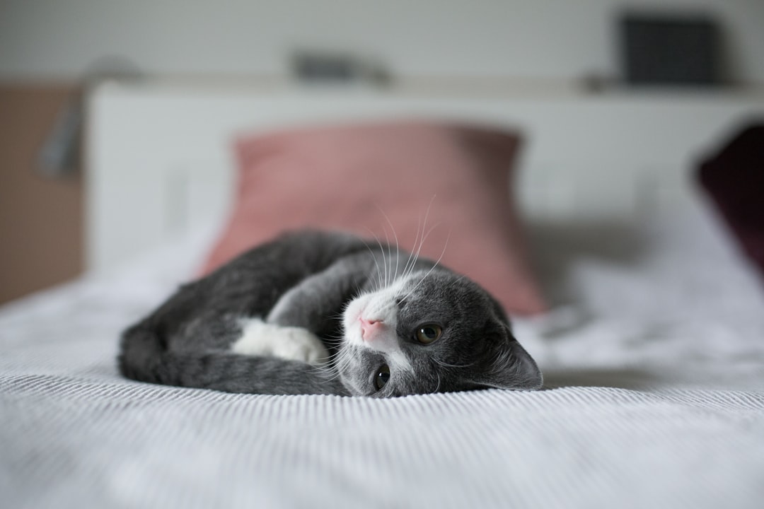 Kitten