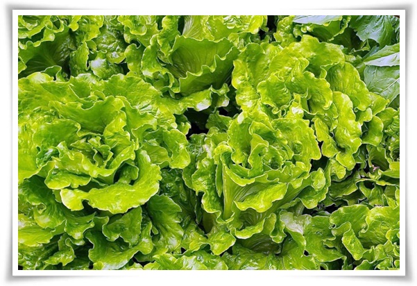 텃밭 "9월에 심기 좋은 작물" 풍성한 수확 기대해도 좋아요!