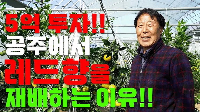 레드향 재배 착과 조절 잎 관리 하우스 온도_5