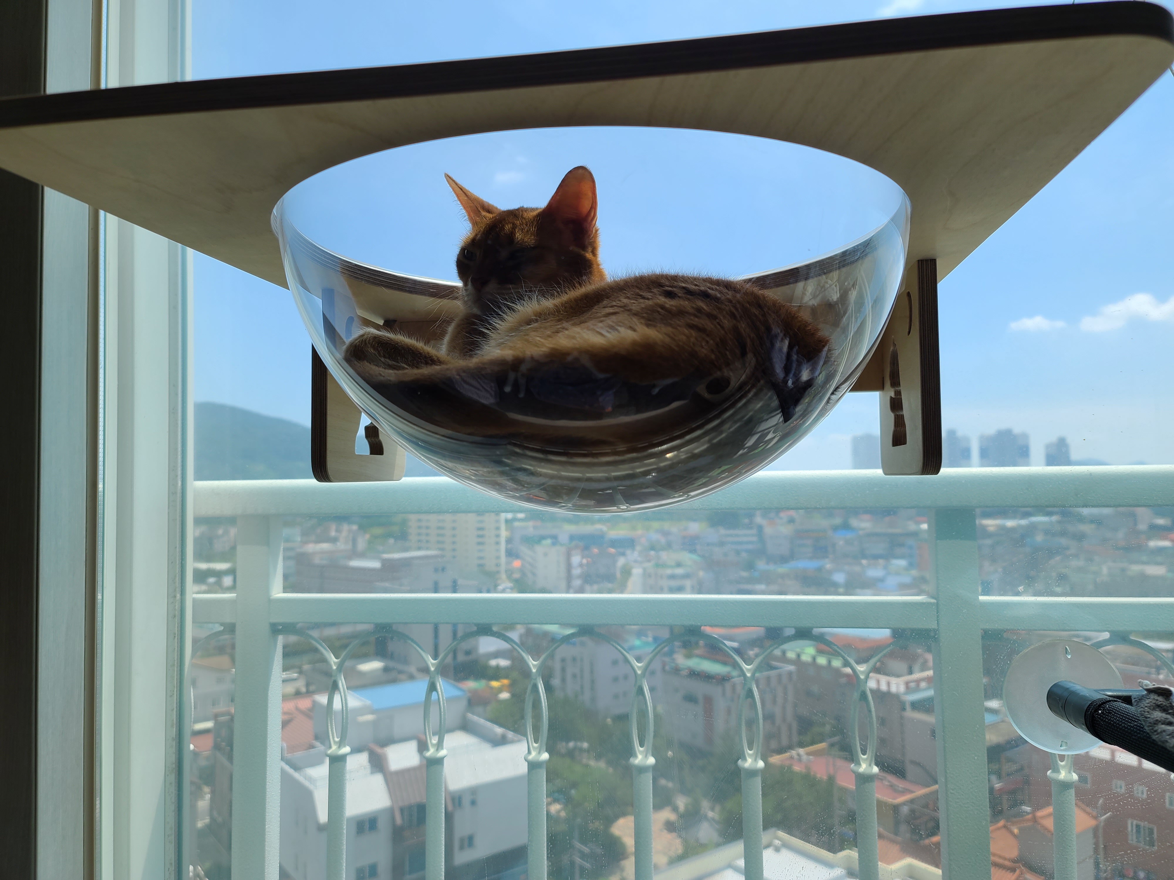 일요일. 오늘아침 평화로운 고양이들.