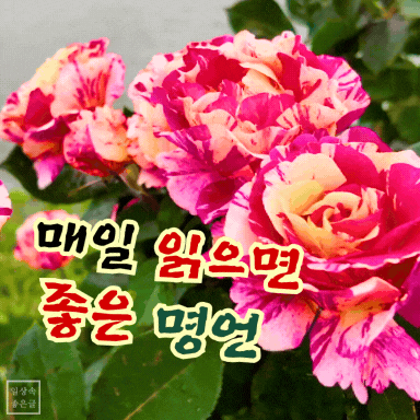 다채로운 장미꽃 배경 위에 ‘매일 읽으면 좋은 명언’이라는 글귀가 강조된 감성 이미지