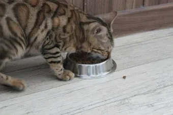 "고양이