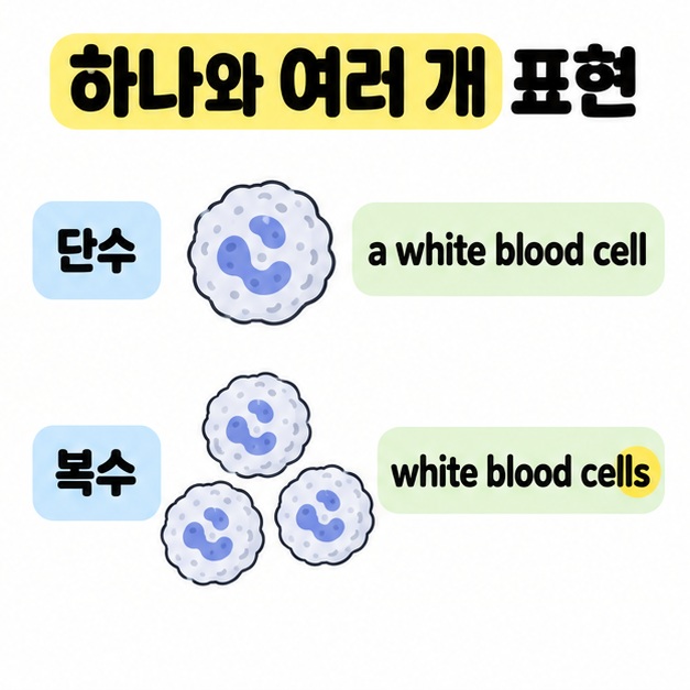 단수 a white blood cell은 세포 하나에, 복수 white blood cells는 여러 세포에 대응시키고 복수형 어미를 강조한 영어 문법 비교 도식