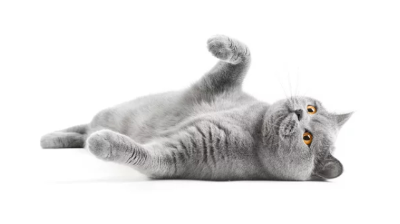 브리티쉬 숏헤어