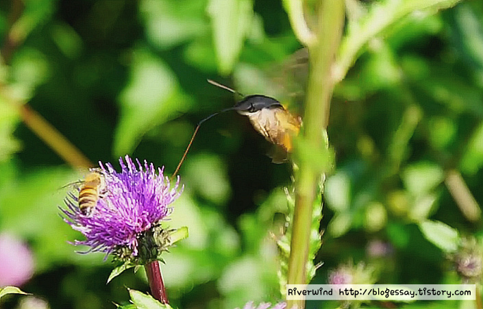 박각시 빨대 입
