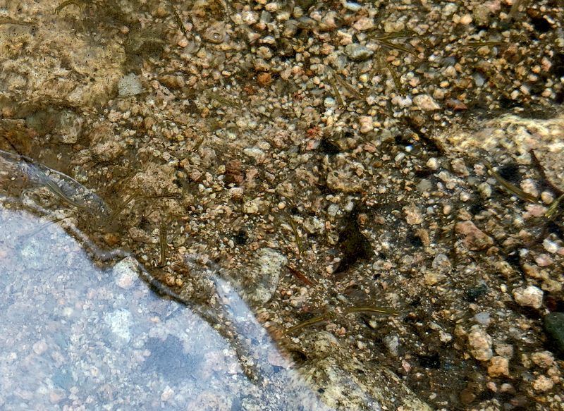 송사리때들이 몰려다니는 바닥과 같은색이라 자세히 봐야하지만 송사리때들이 엄청 많다