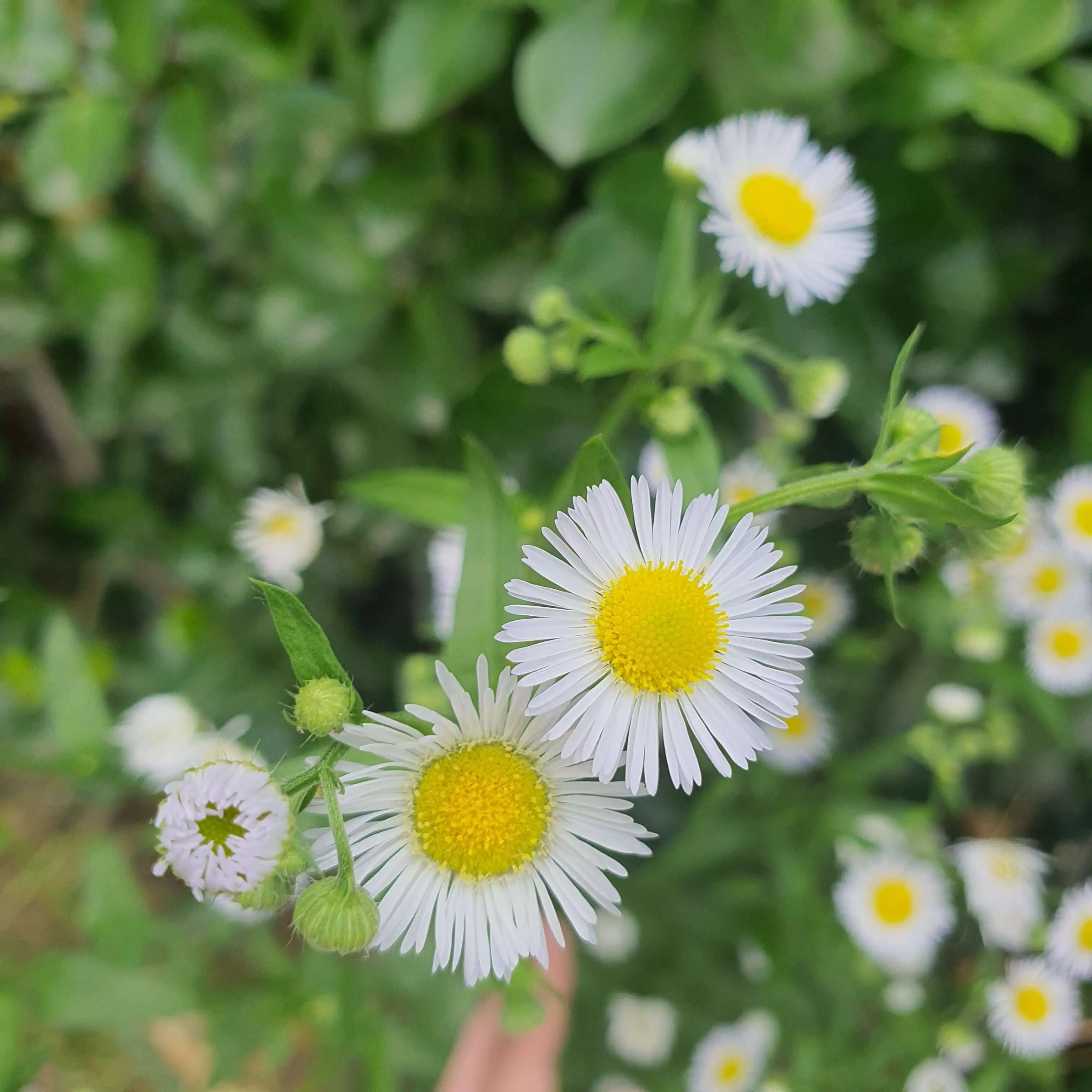 계란후라이처럼-생긴-개망초-꽃