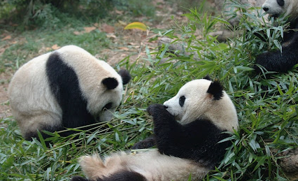 2036 서울 올림픽 개최지 개최국