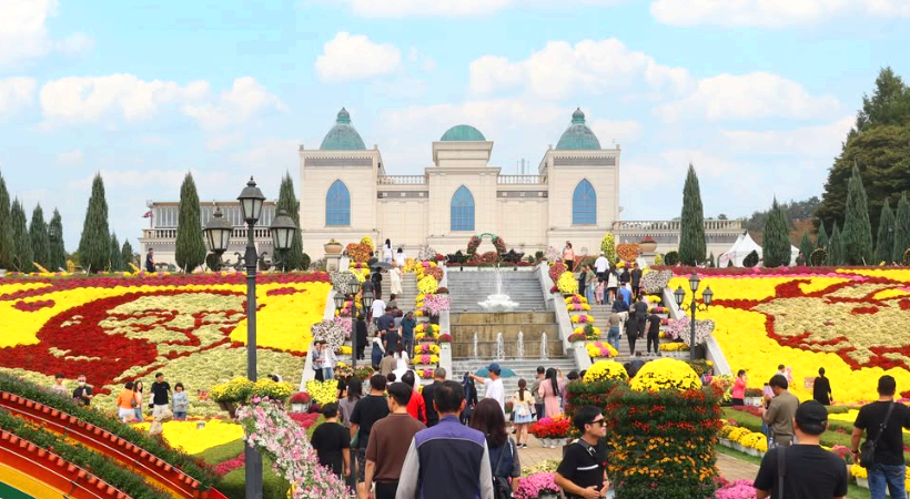 국화 가득 임실치즈테마파크