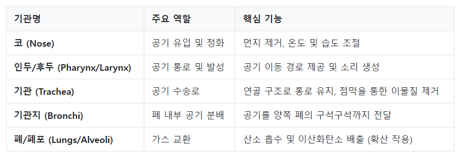 호흡기관 주요 역할 기능