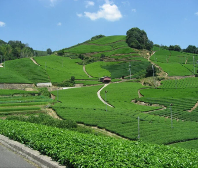 말차라떼 만들기 레시피