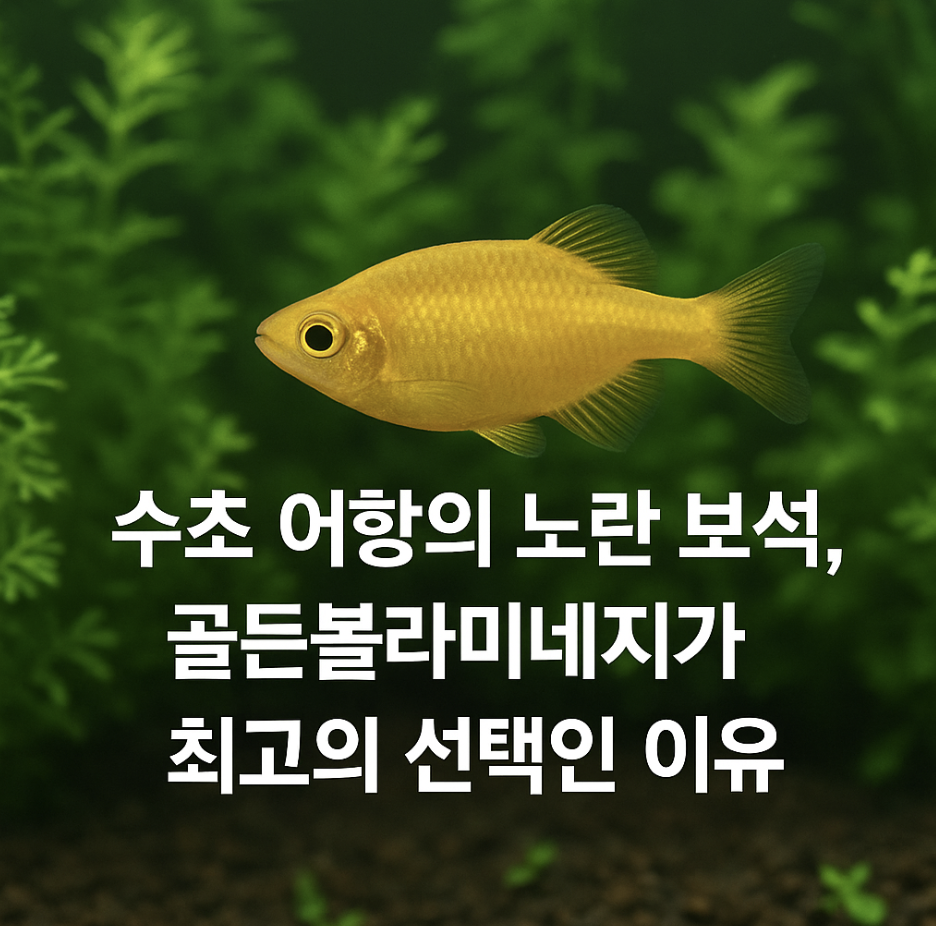 수초 어항의 노란 보석, 골든볼라미네지가 최고의 선택인 이유