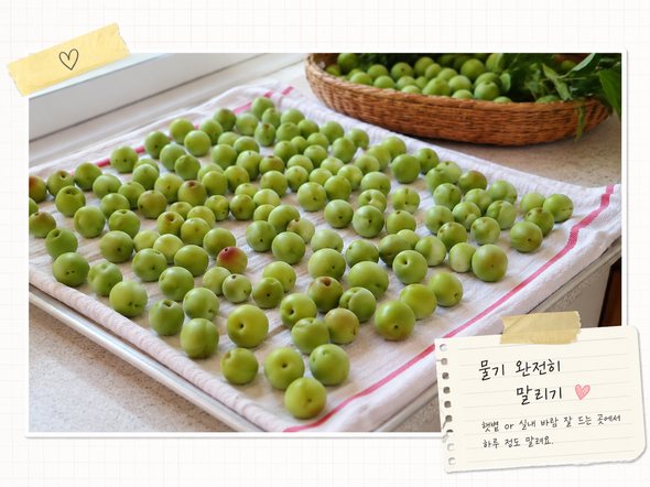 매실 수확시기