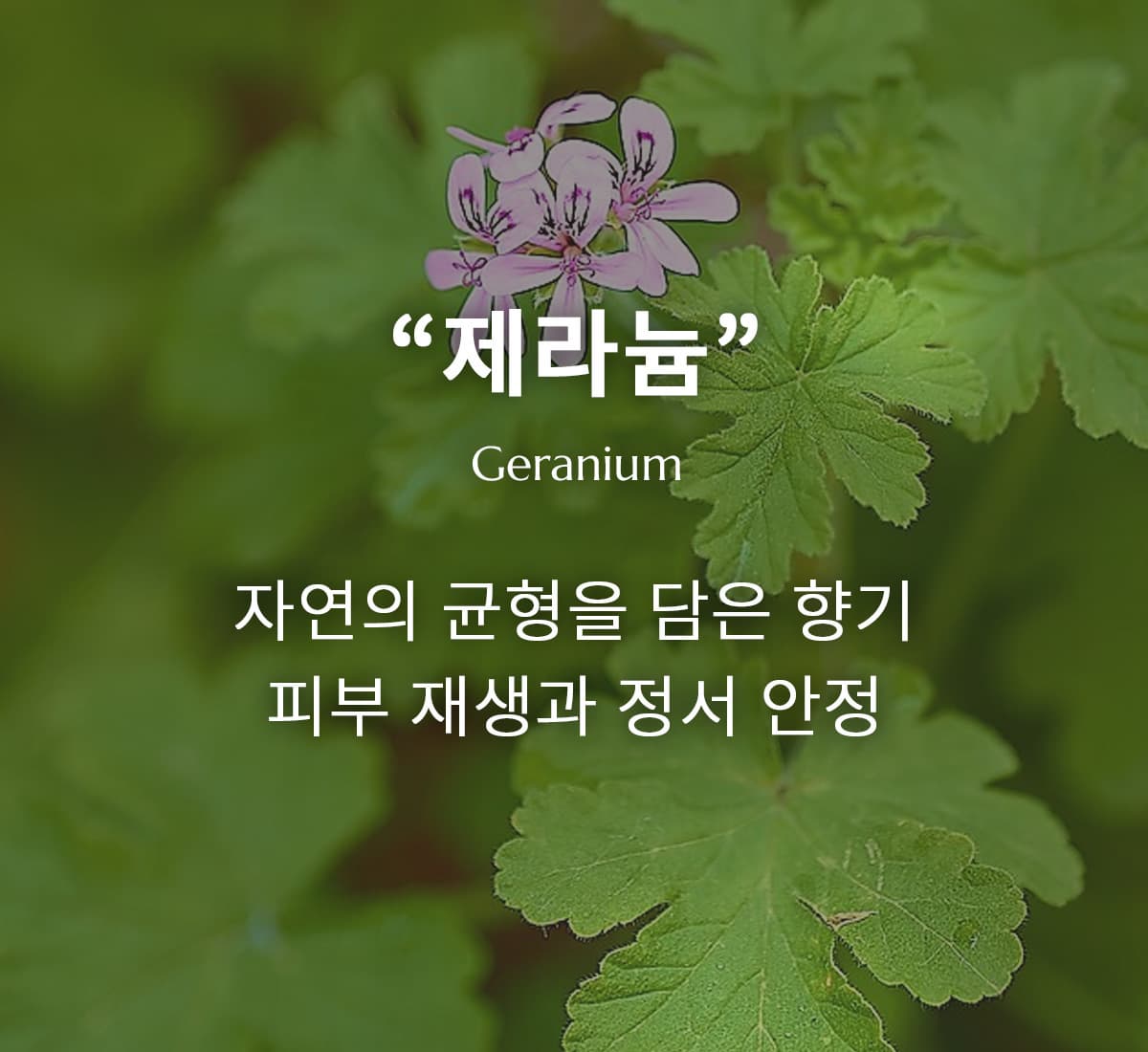 제라늄 에센셜 오일, 자연의 아름다움과 치유의 조화