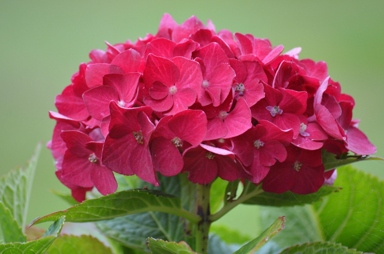 수국 개화 시기