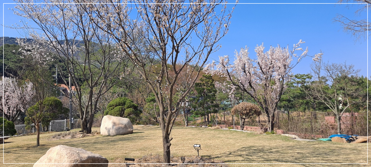 정원-벚꽃
