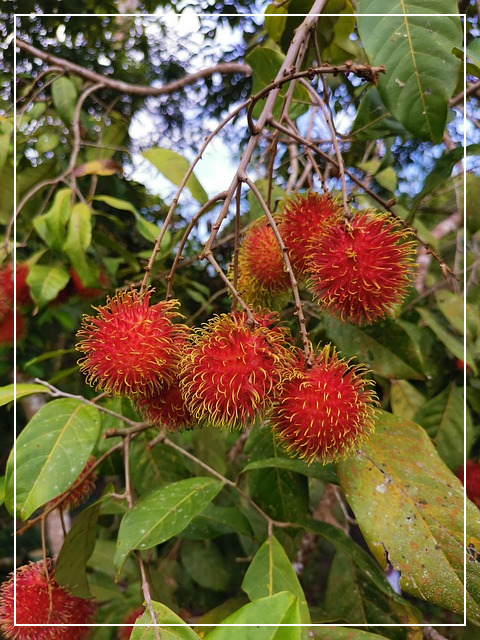 람부탄 효능과 효과