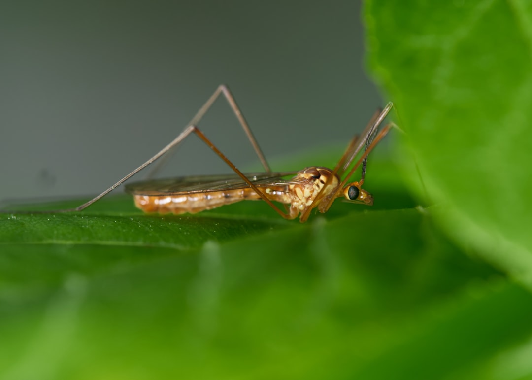 Malaria