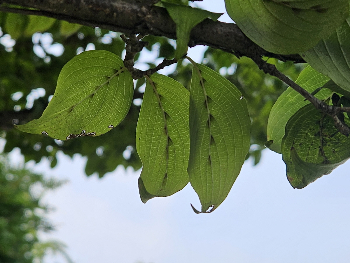 산수유 잎4
