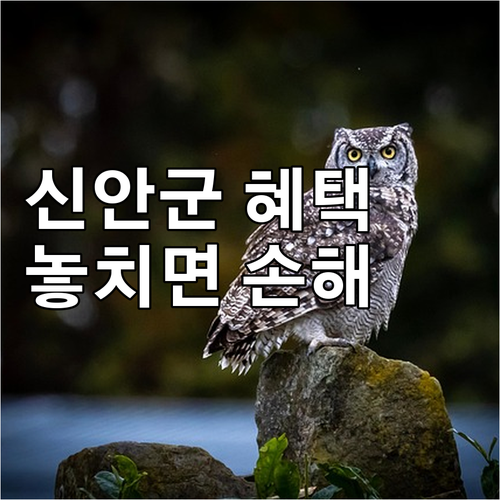 신안군 2025 출산 장려금 혜택, ..