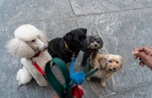 사회화 교육의 최적기