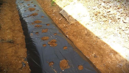 신선초-씨앗-파종방법-심는방법