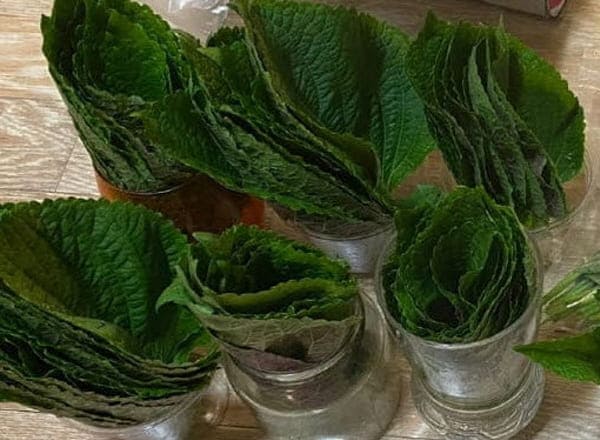 깻잎보관방법