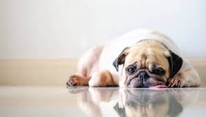 출처 구글 이미지 강아지사진