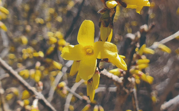 국립한국자생식물원