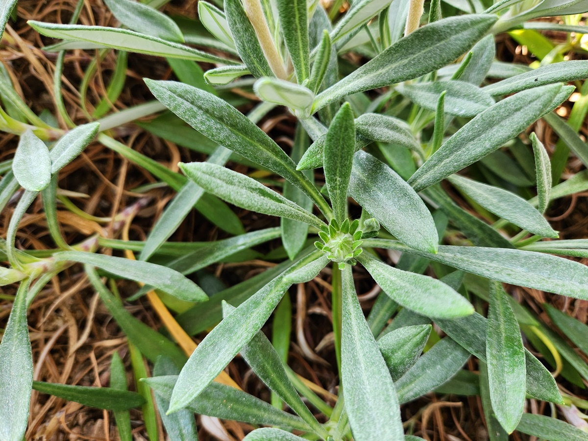 가자니아리겐스(태양국)