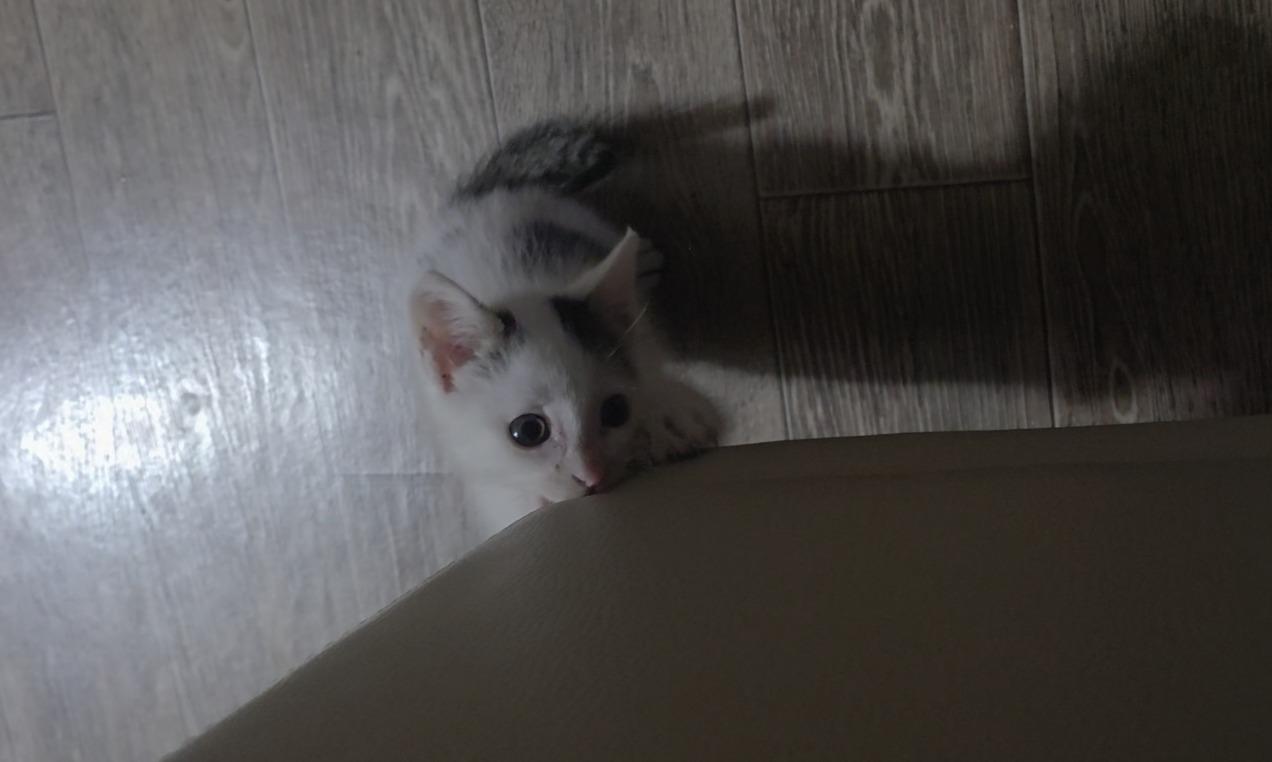 갑자기 물어 뜯는 고양이