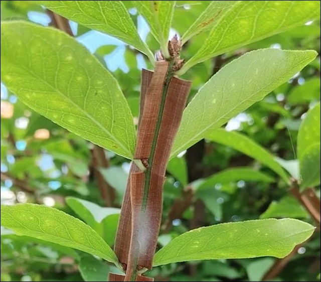 화살나무 효능과 활용법&amp;#44; 알아보고 건강 지키세요