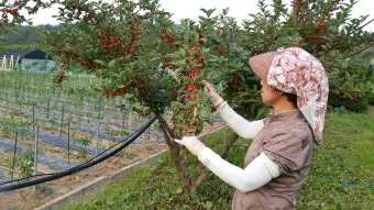 보리수나무 재배 전정 관리 착과 유도 열매 활용_9